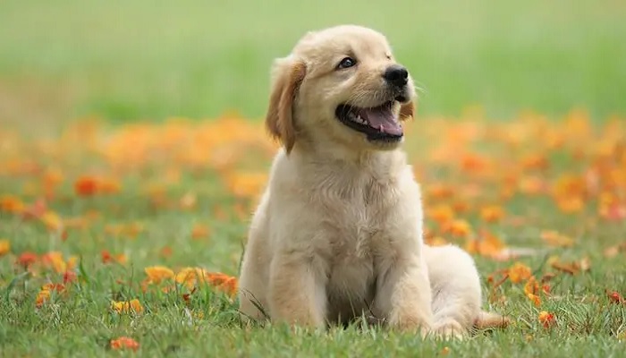 কুকুরটিকে ইচ্ছাকৃত কুমিরের মুখে দেওয়া হয়নি